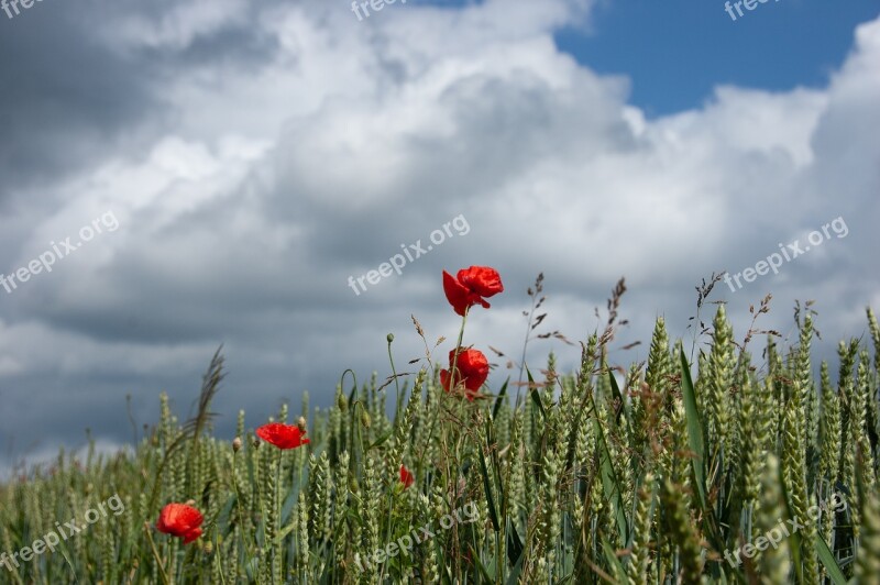 Poppies Cereals Sky Cornfield Poppy