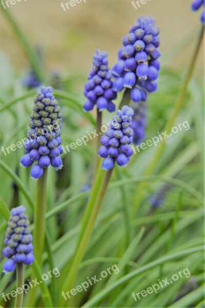 Muscari Flower Plant Colorful Nature