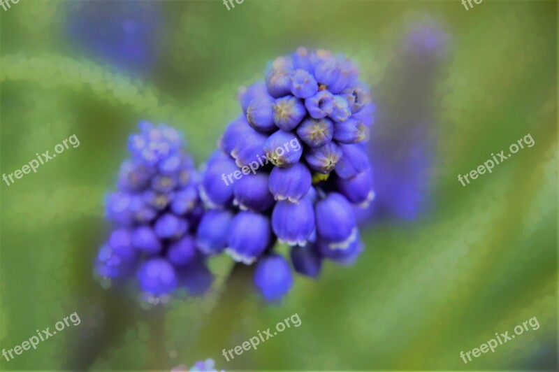 Muscari Flower Plant Colorful Nature