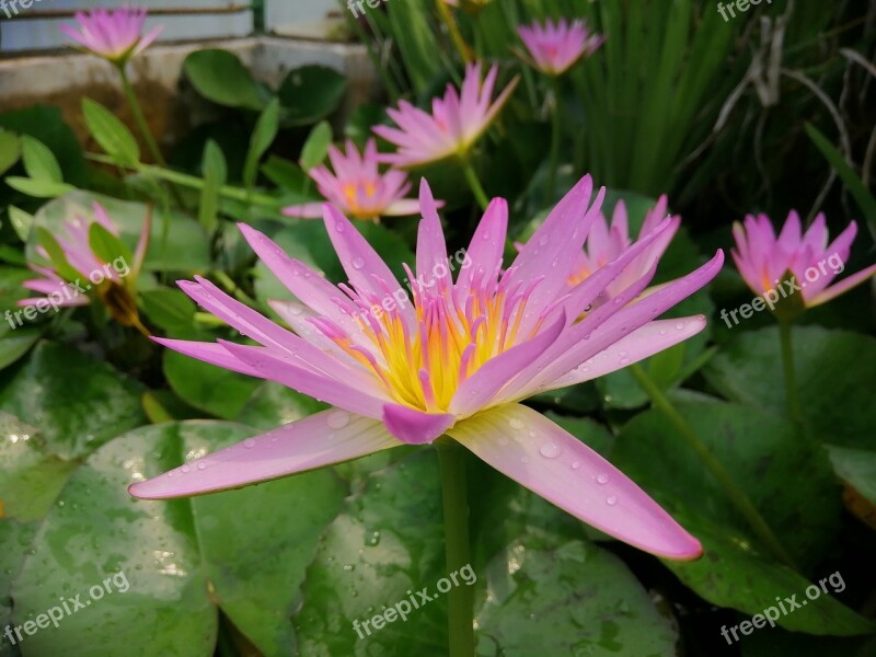 Lotus Natural Flower Beautiful Port Water Drops