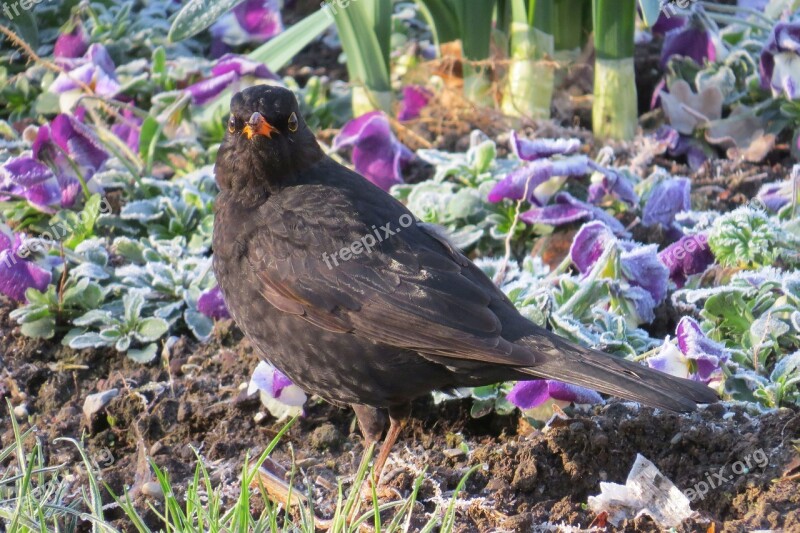 Blackbird Frosty Spring Ripe Cold