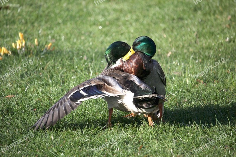 Ducks Fight Argue Waterfowl Spring