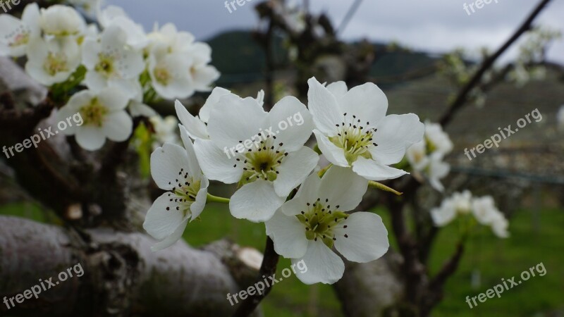 Times Pear Flower Qha Flowers Plants