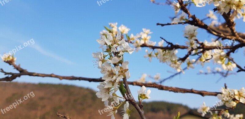 Plum Plum Flower Flowers Spring Spring Flowers