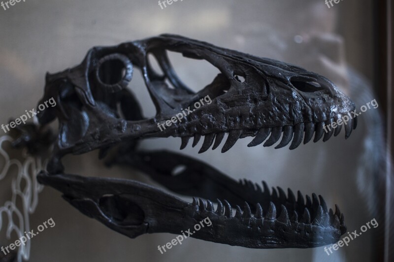 Trex Dinosaur Fossil Tyrannosaurus Jurassic