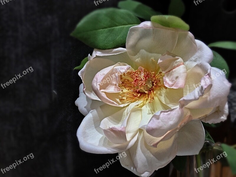 White Rose White Petals Pistils Stamens White