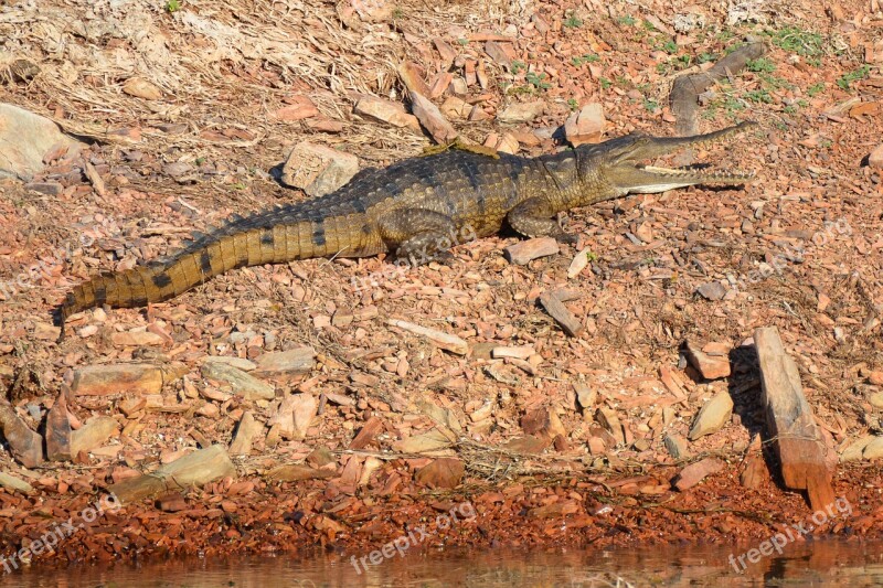 Freshwater Crocodile Crocodile Freshie Australian Crocodylus Johnstoni