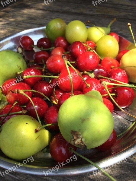 Fruit Cherry Erik Mature Food