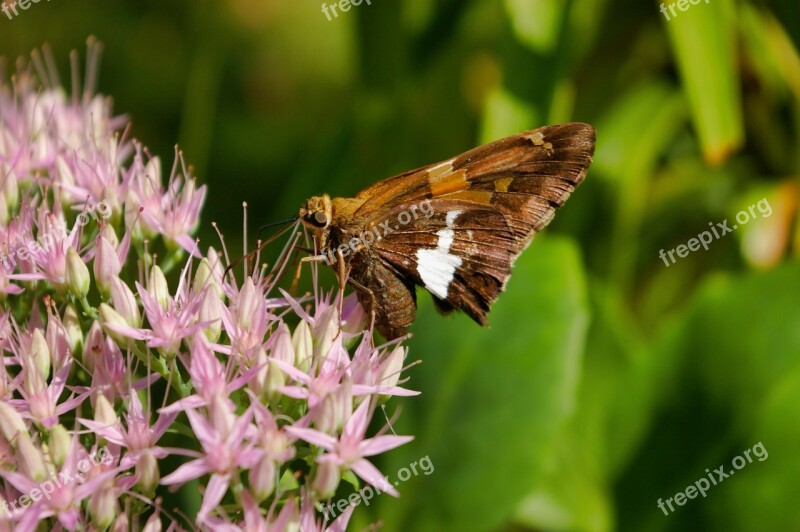 Moth Butterfly Insect Animal Nature