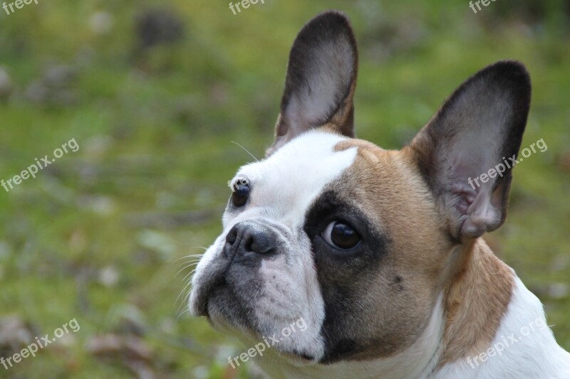 Dog Portrait Animal French Bulldog Molosser