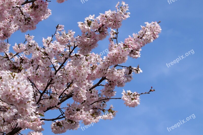 Cherry Blossom Cherry Tree Spring Flowers Wood