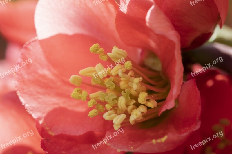 Spring Flowers Flowering Red Flowers Spring