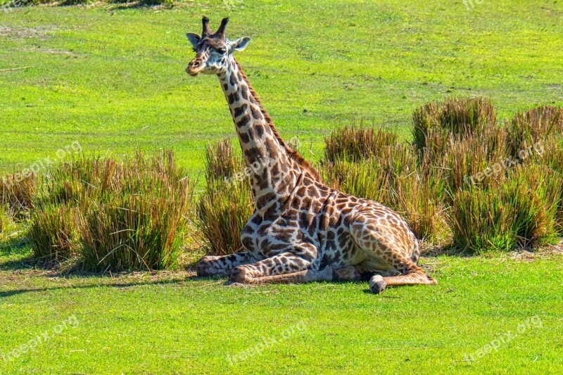 Giraffe Resting Nature Mammal Wildlife