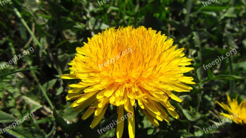 Flower Yellow Green Plant Spring