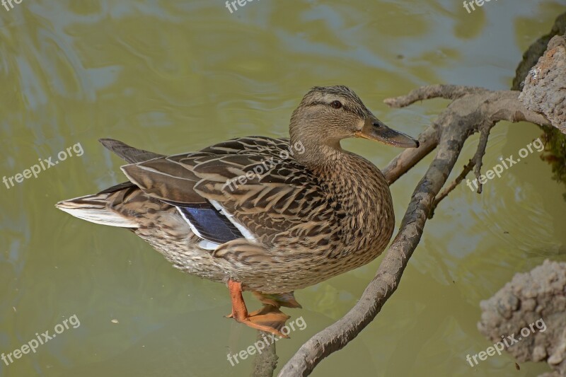 Duck Water Animals Plumage Birds