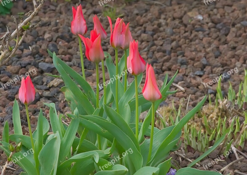 Mini Tulips Red Spring Blossom Bloom