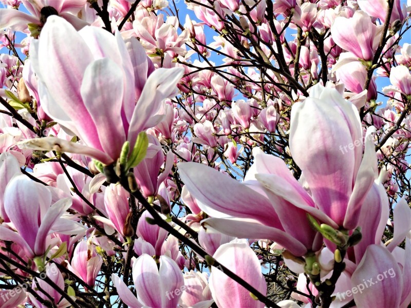 Magnolia Blossom Spring Magnoliengewaechs Pink Flowers