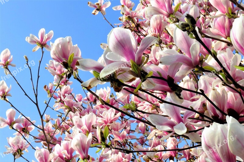 Magnolia Blossom Spring Magnoliengewaechs Branches