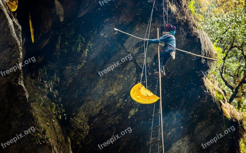 Honey-hunting Travel Honey Bees Adventure