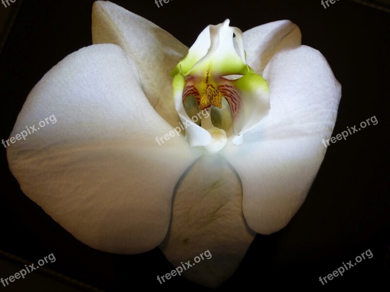 Blossom Bloom Orchid Flower Exotic