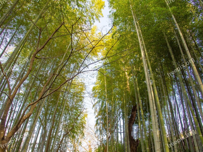 Bamboo Forest Bamboo Lane Green Natural