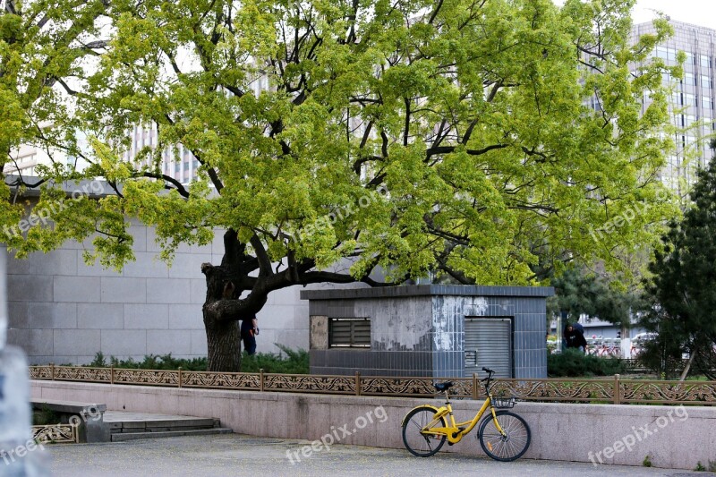 Tree Bike Spring Green Living Foods