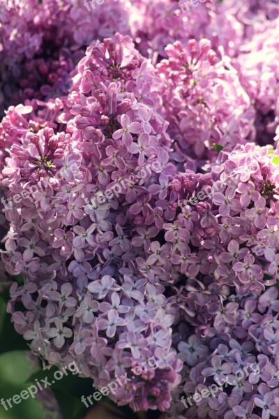 Organ Flower Nature Spring Flowers