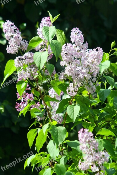 Organ Flower Nature Spring Flowers