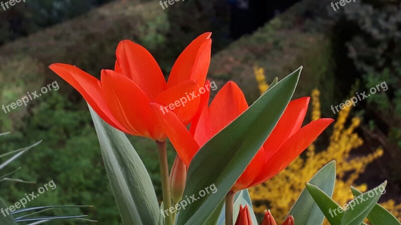 Balcony Spring Tulips Red Sun