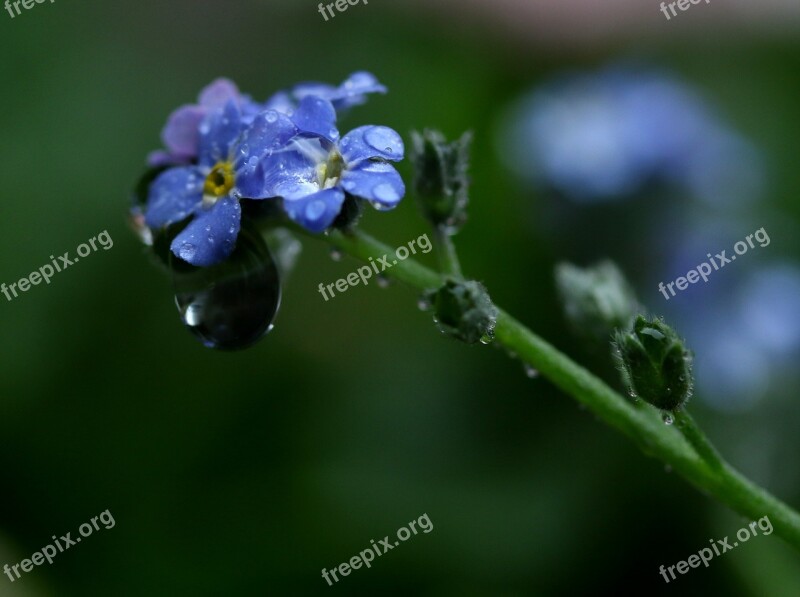 Forget-me-not Flower Blue Wet Plant