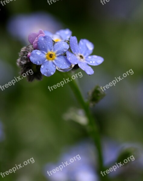 Forget-me-not Flower Blue Wet Plant