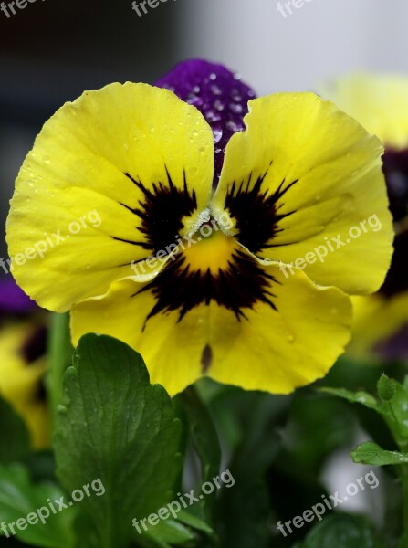 Pansy Coloring Wet Flower Plant