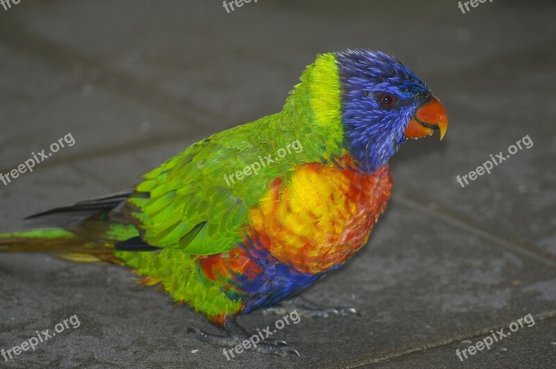 Rainbow Lorikeet Parrot Wild Colourful Bird