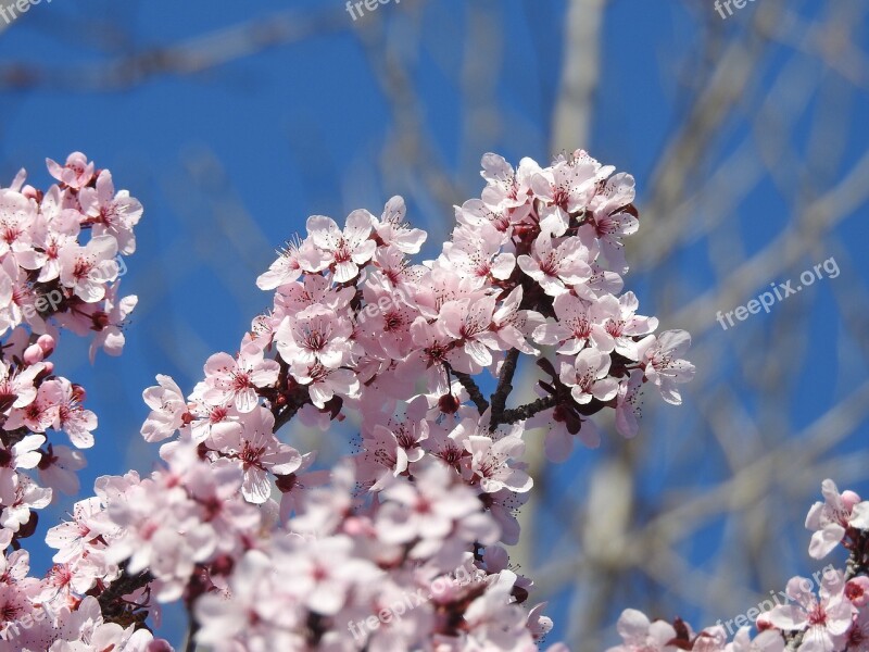 Flowering Plum Tree Spring Nature Blossom Tree