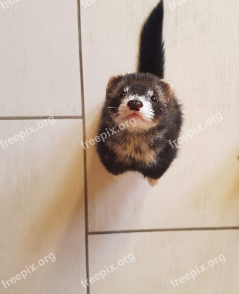 Ferret Mustela Furo Animal Nature