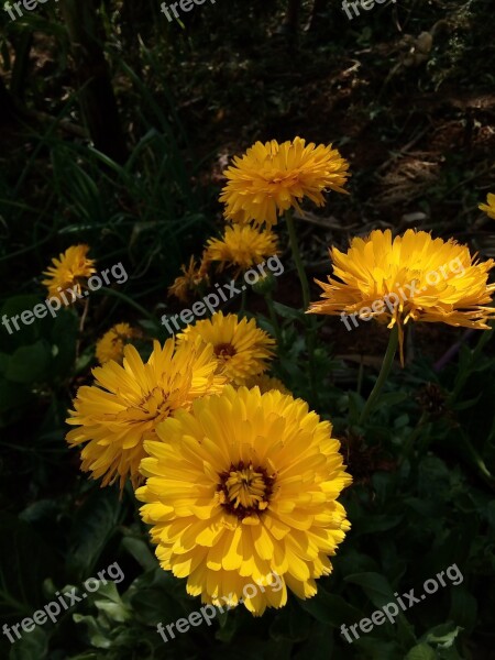 Flor Flores Naturaleza Amarillo Floral