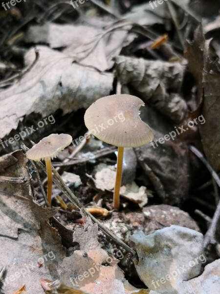 Fungi Forest Mushroom Free Photos