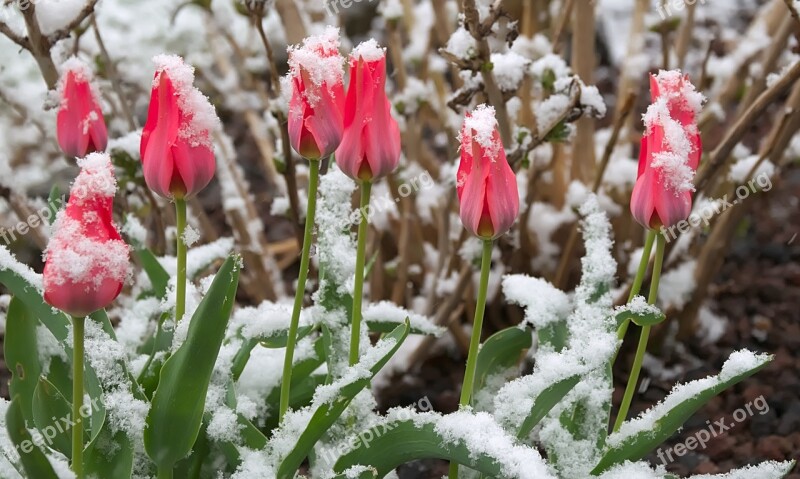 Mini Tulips Snow Red Spring Blossom