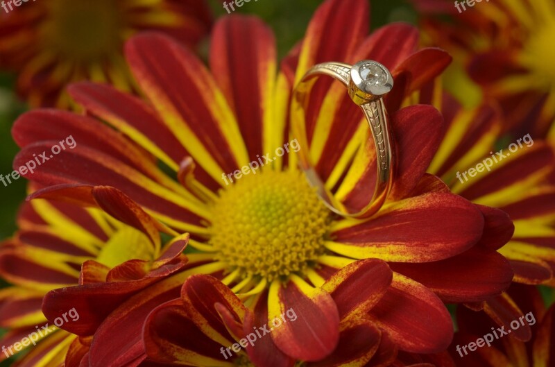 Chrysantéma Flower Beautiful Romantic Beauty