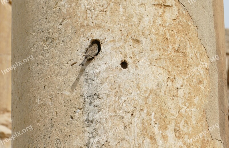 Jordan Sparrow Sperling Nest Hole