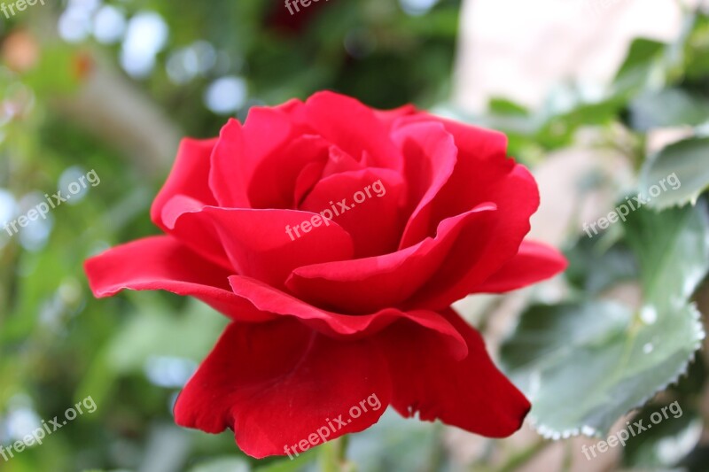 Rose Red Nature Free Photos