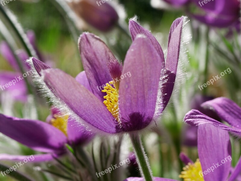 Pasque Flower Spring Violet Close Up Petals