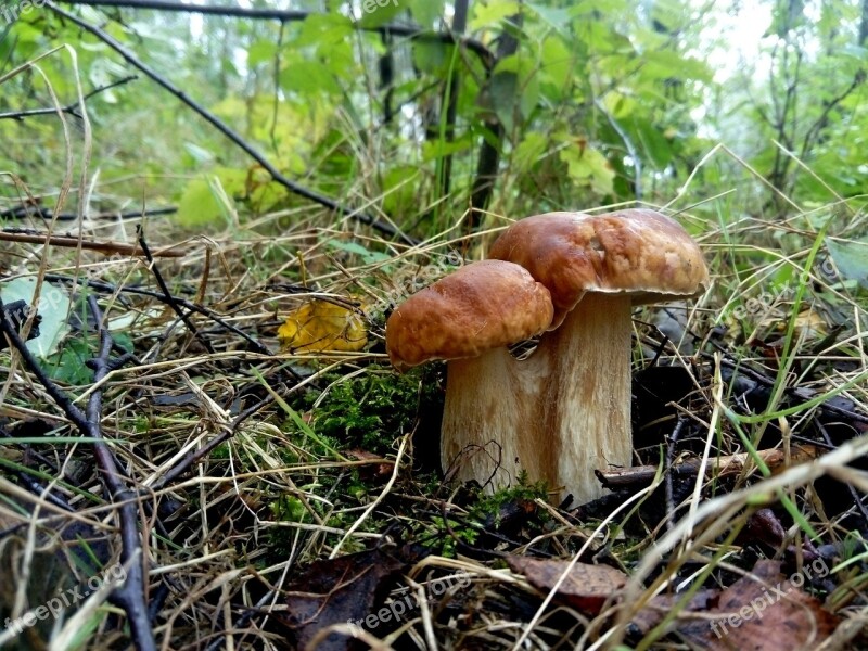 Mushroom Boletus Ceglastopory Autumn Nature