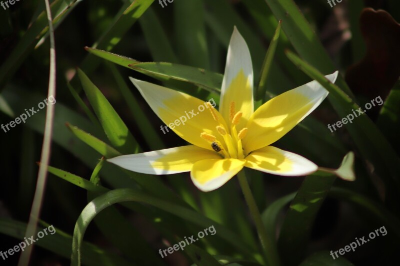 Wild Tulip Late Wild Tulip Tulip Blossom Bloom