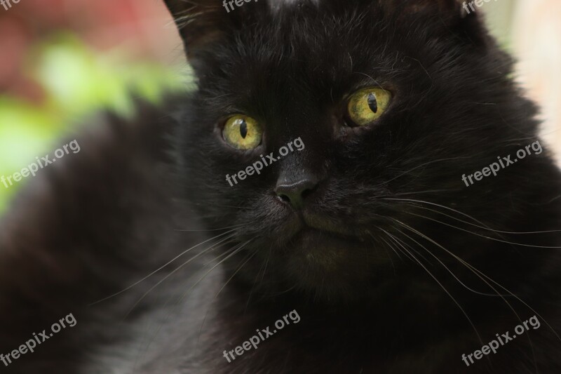 Cat Black Cat Cat Face Domestic Cat Pet