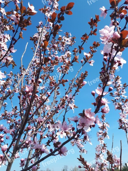 Plum Spring Flowers Garden Tree