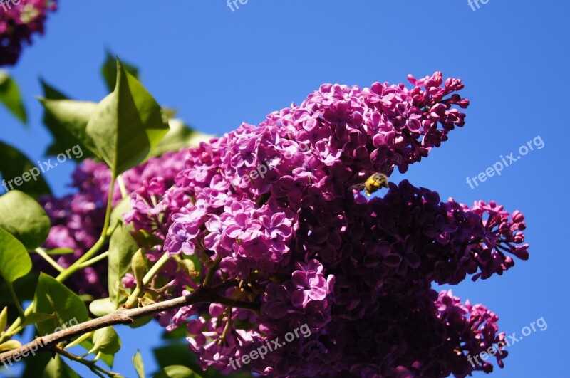 Lilac Purple Blossom Bloom Garden