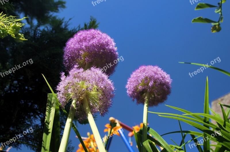 Ornamental Onion Blossom Bloom Large Purple