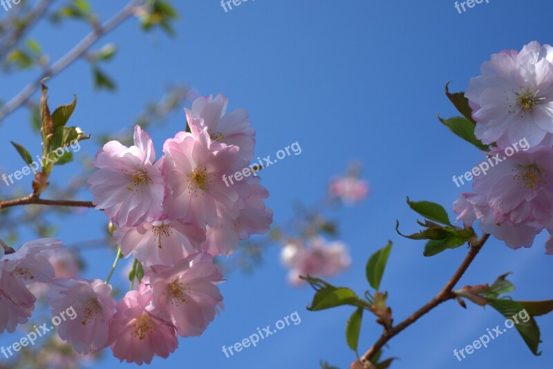 Spring Cherry Tree Cherry Blossom Garden Tree