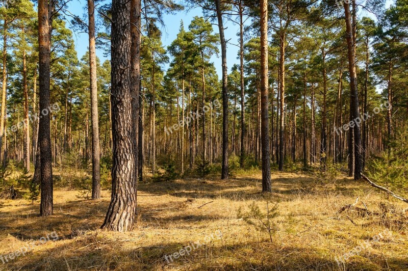 Forest Trees Nature Landscape Mood